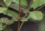 Cremaspora triflora subsp. triflora