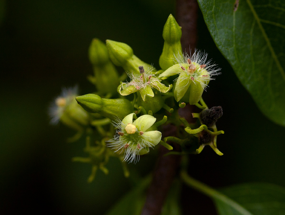 Vangueria apiculata Vangueria apiculata