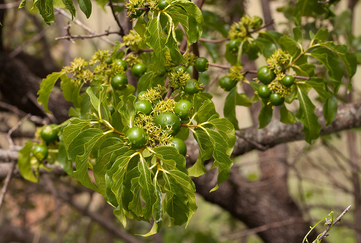 Vangueria apiculata