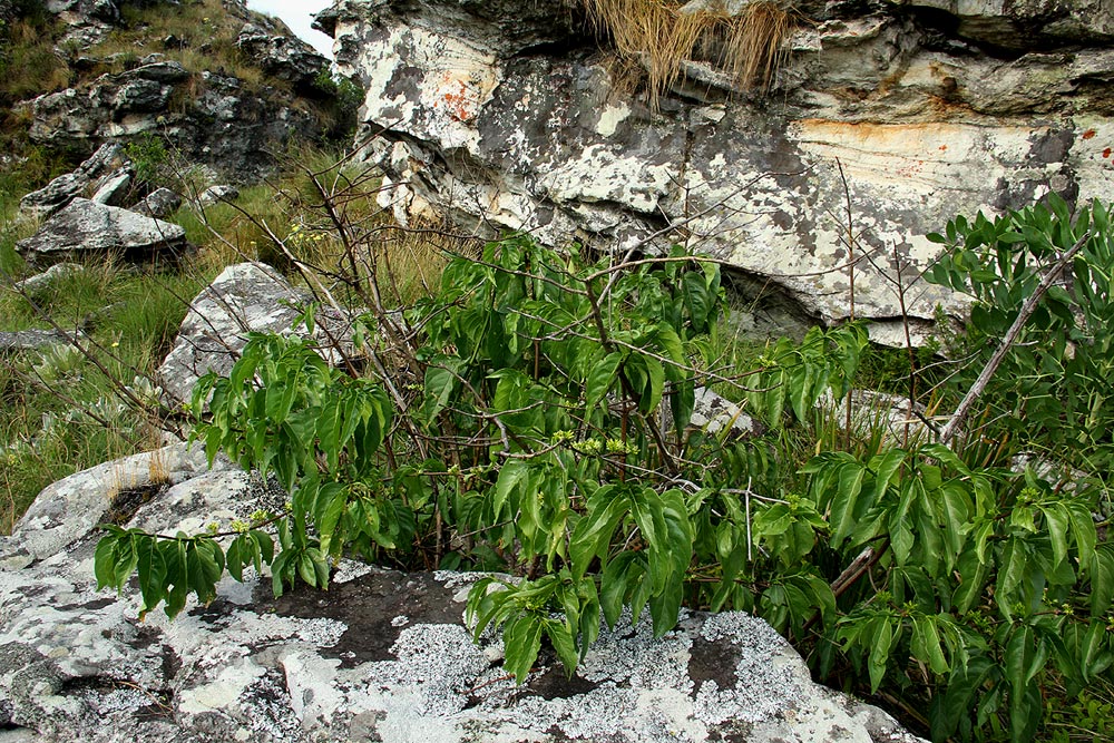 Vangueria apiculata Vangueria apiculata