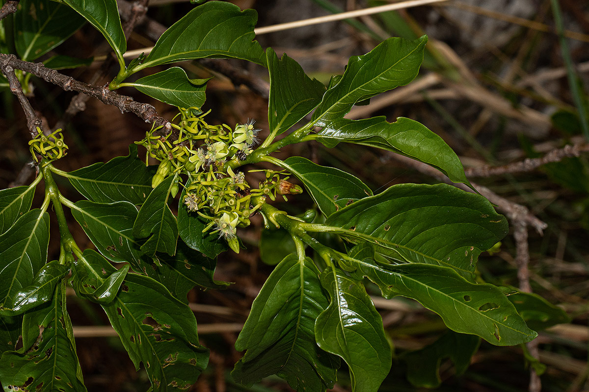Vangueria apiculata Vangueria apiculata