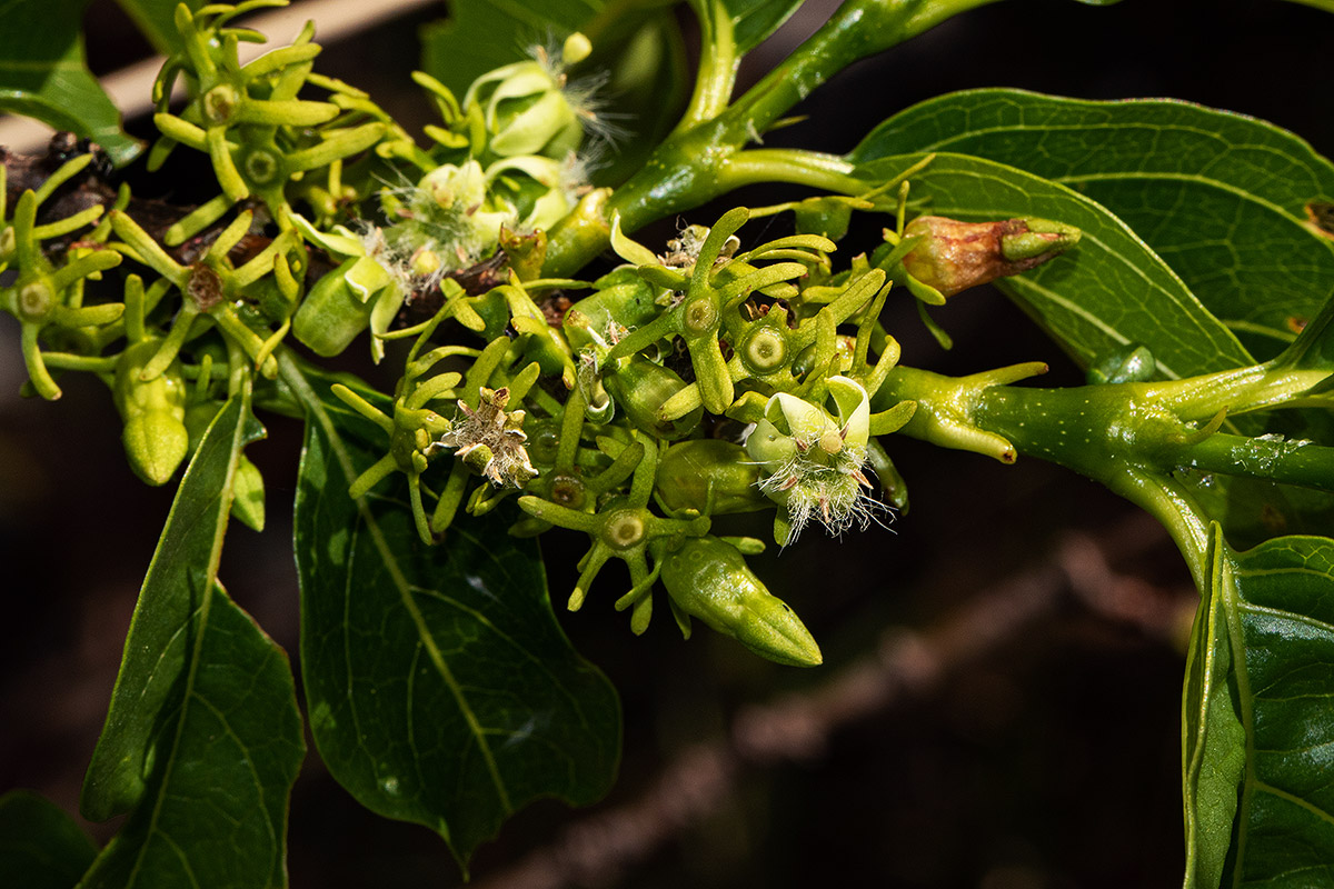Vangueria apiculata Vangueria apiculata