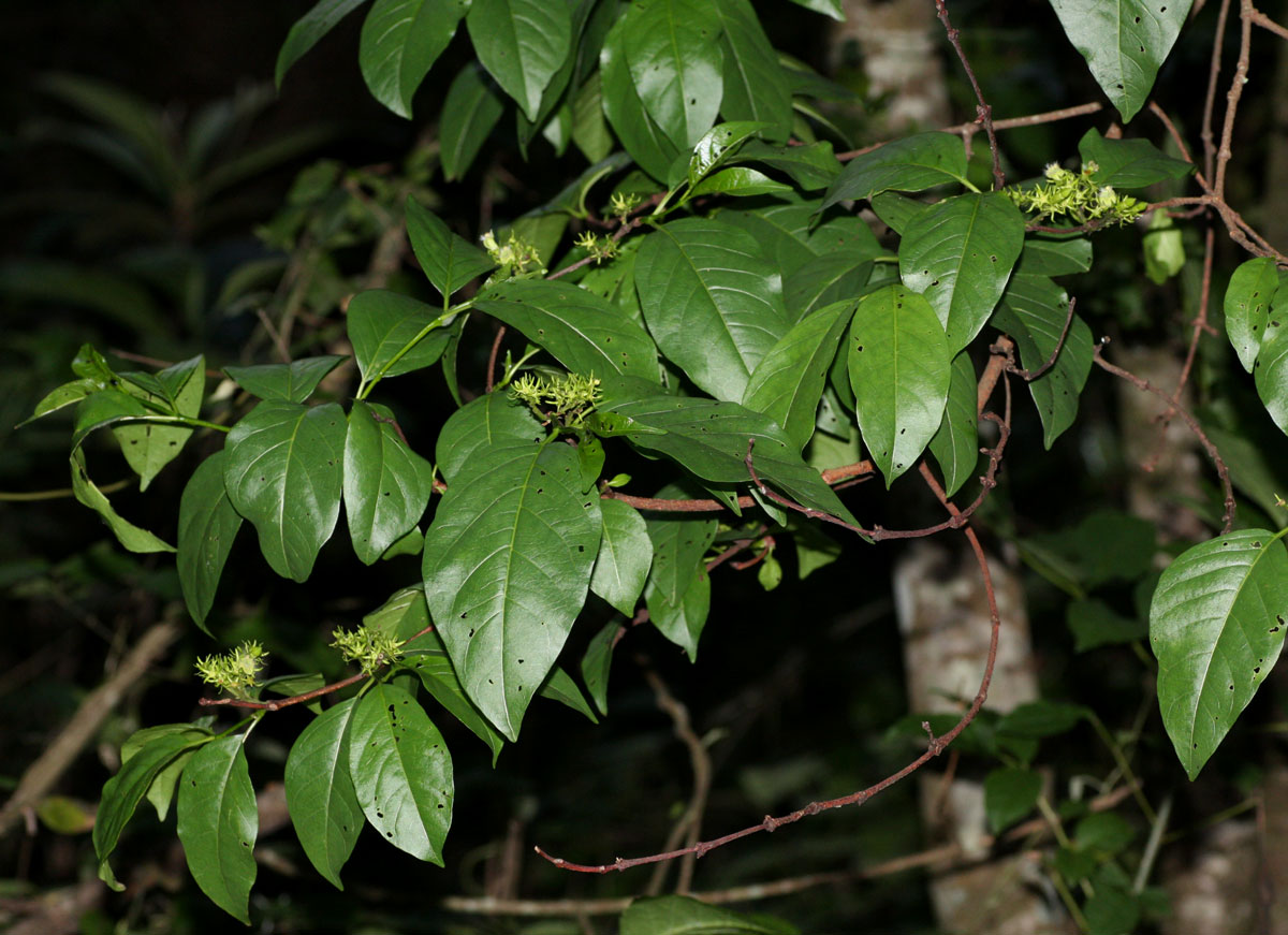Vangueria apiculata