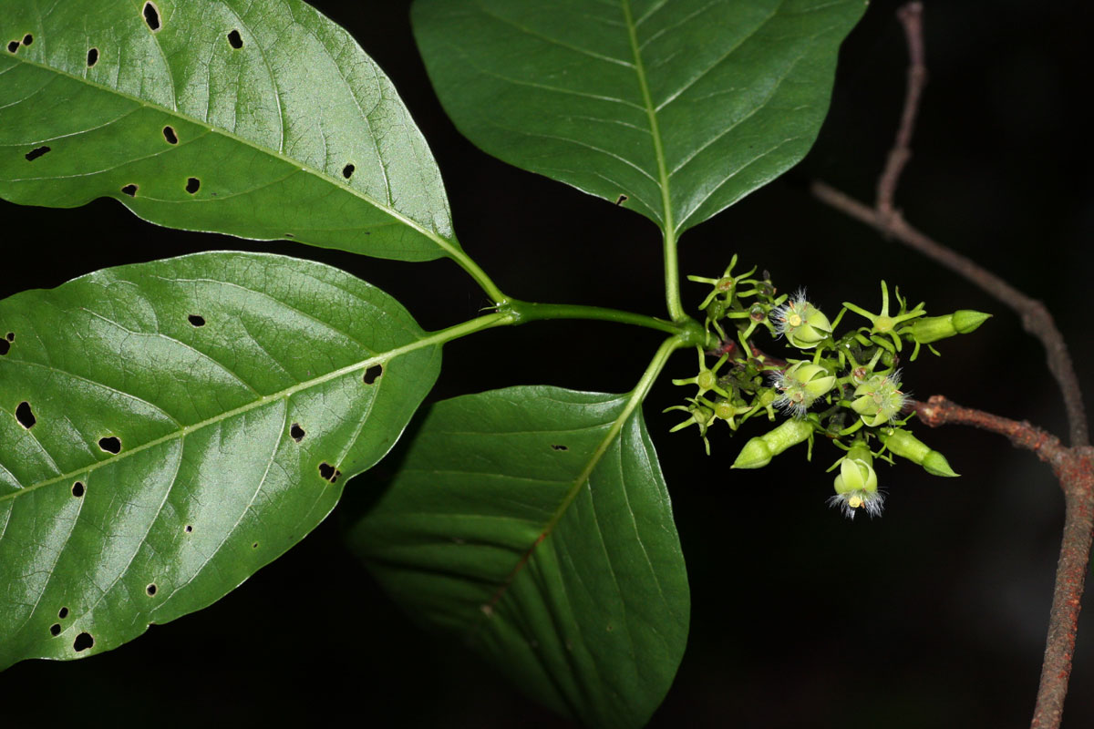 Vangueria apiculata Vangueria apiculata