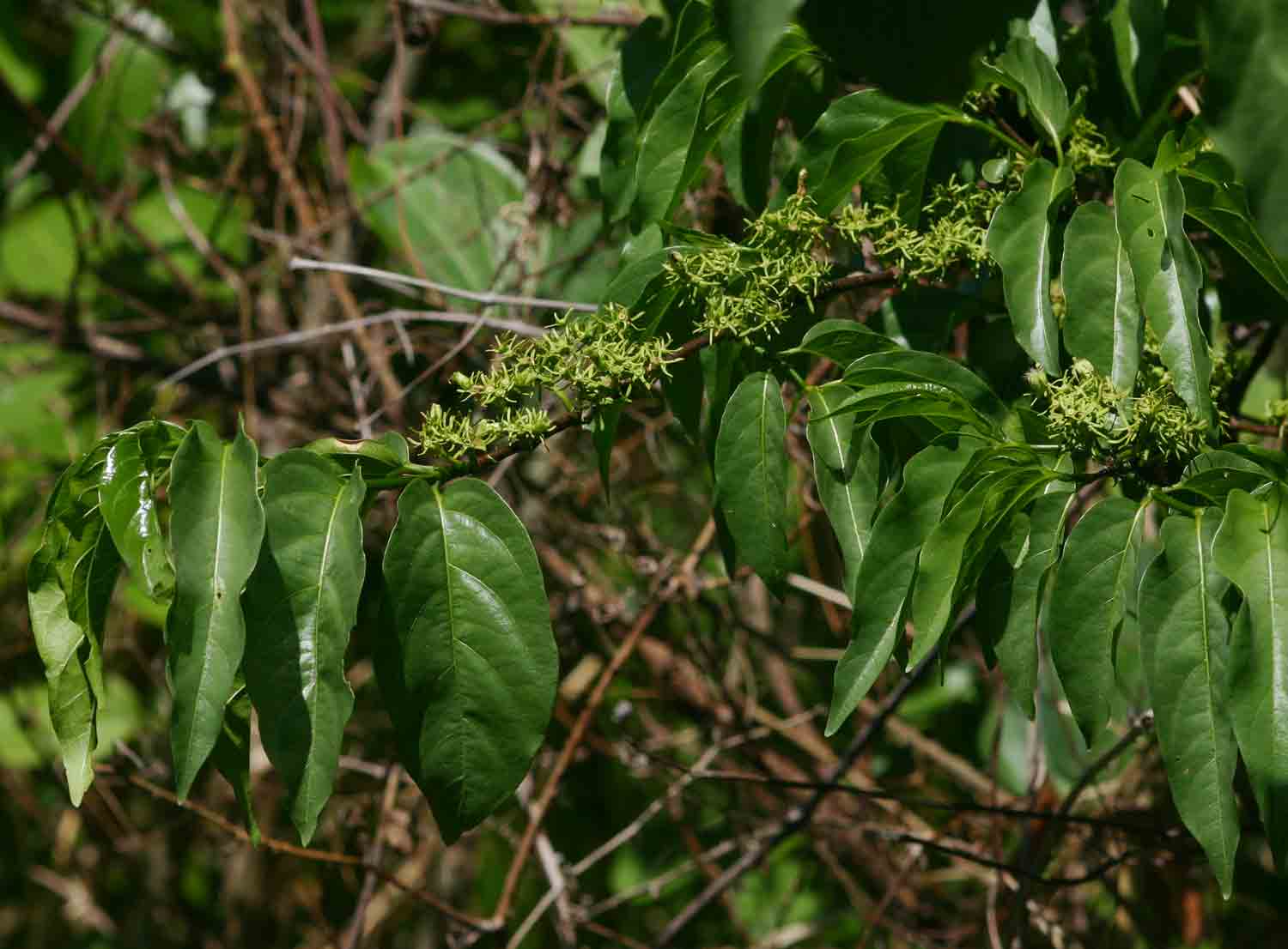 Vangueria apiculata Vangueria apiculata