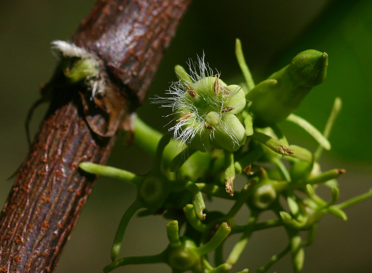 Vangueria apiculata Vangueria apiculata