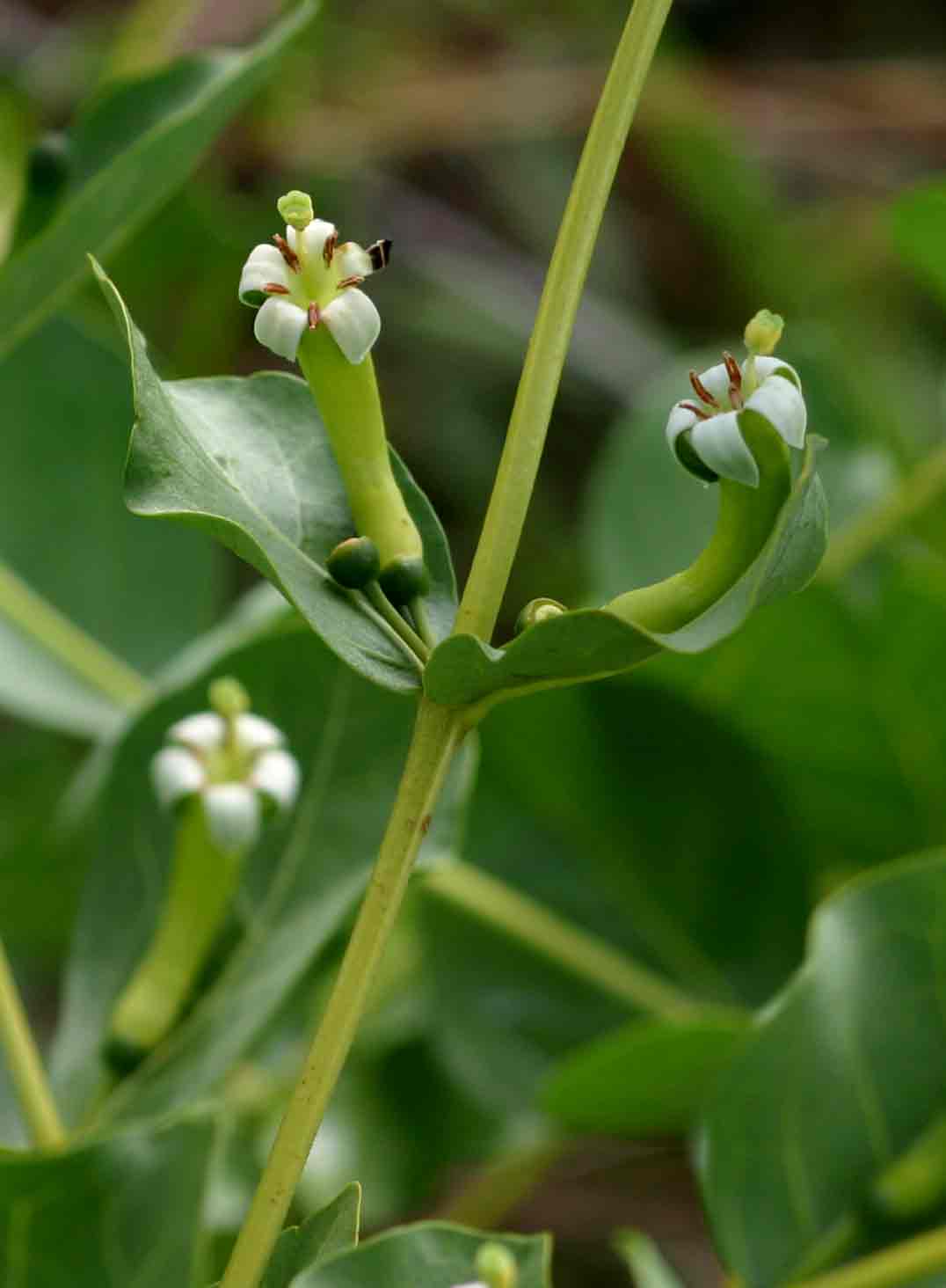 Fadogia ancylantha