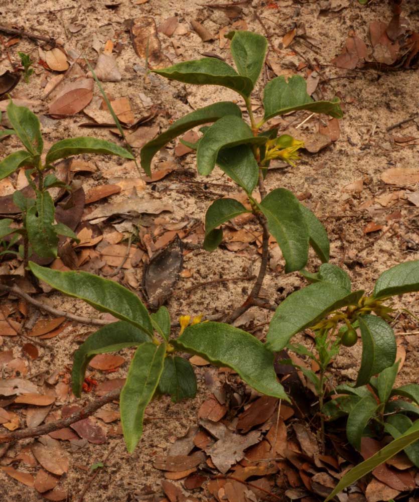 Vangueria fulgida