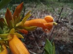 Vangueria fulgida
