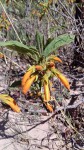 Vangueria fulgida