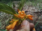 Vangueria fulgida