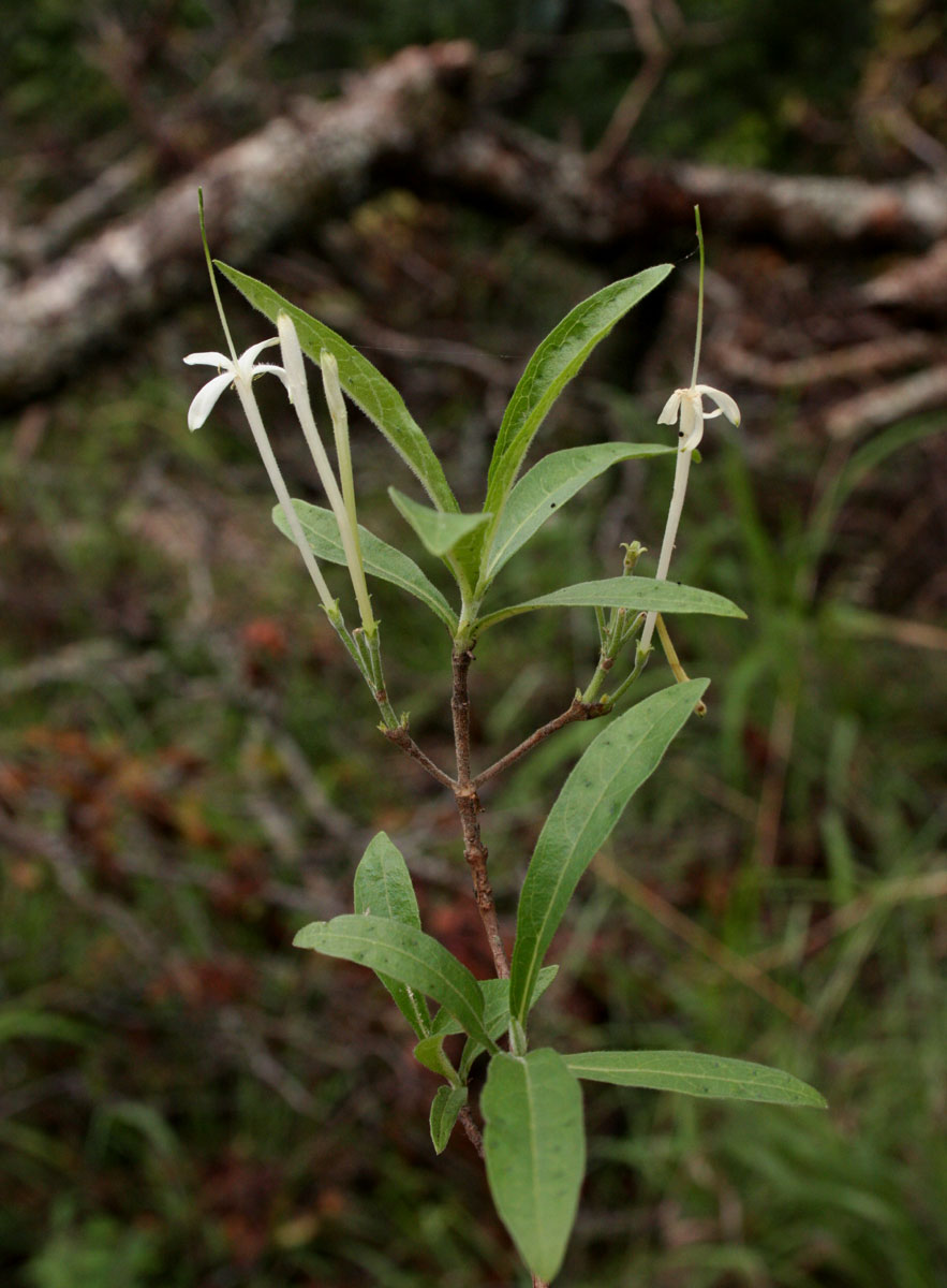 Pavetta radicans