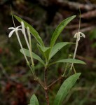 Pavetta radicans