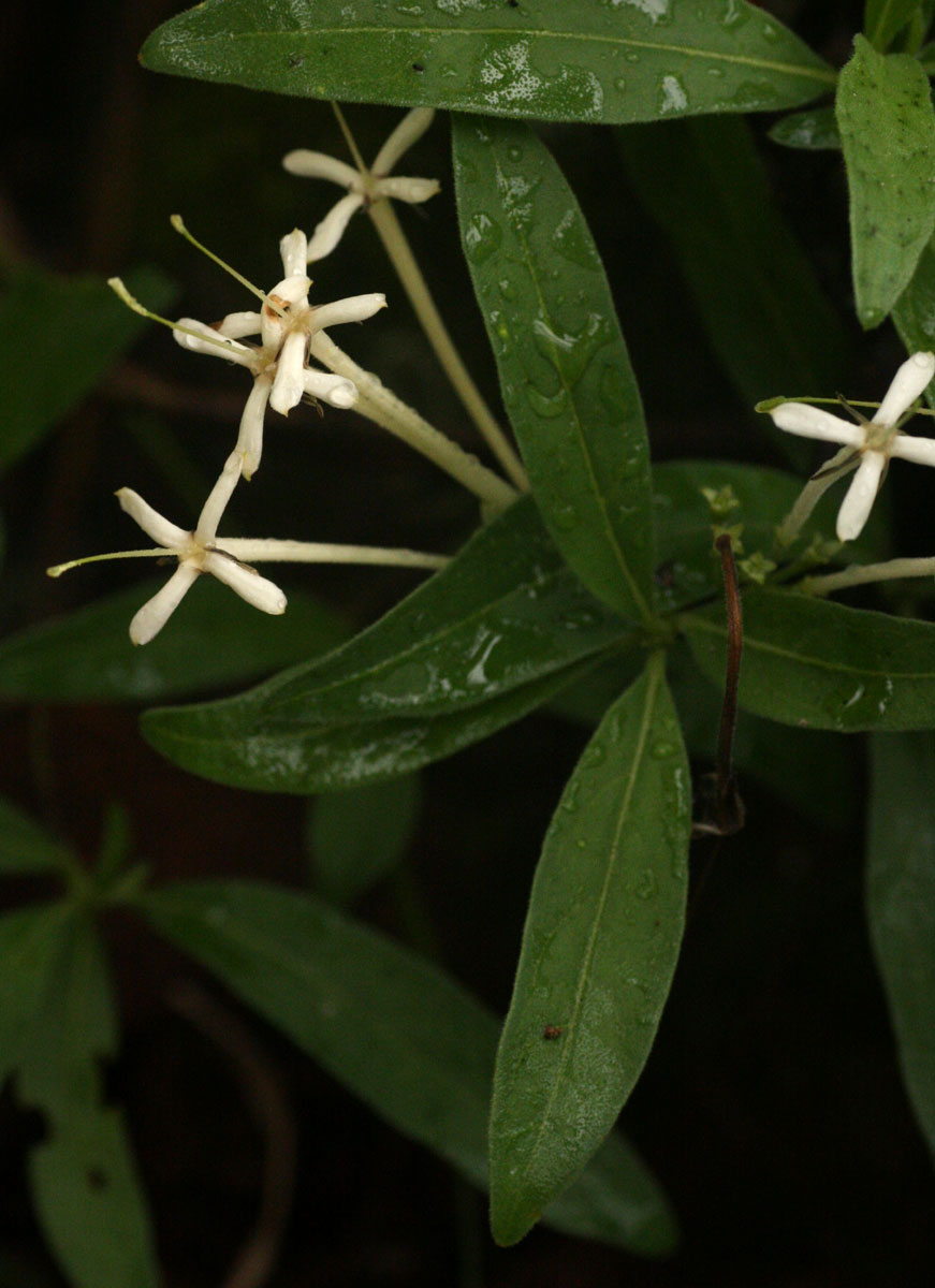 Pavetta radicans Pavetta radicans