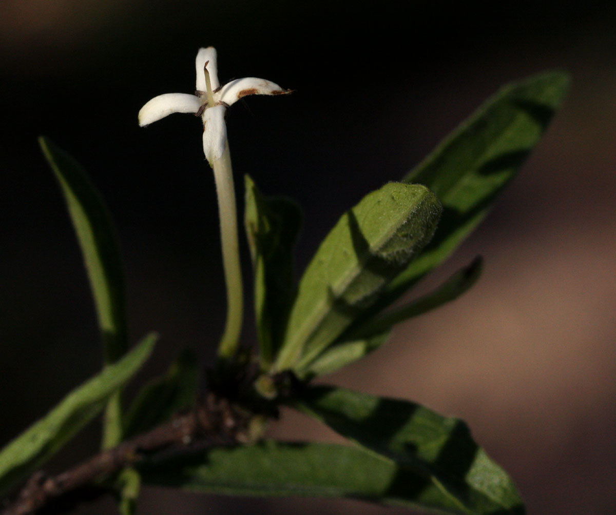Pavetta radicans Pavetta radicans