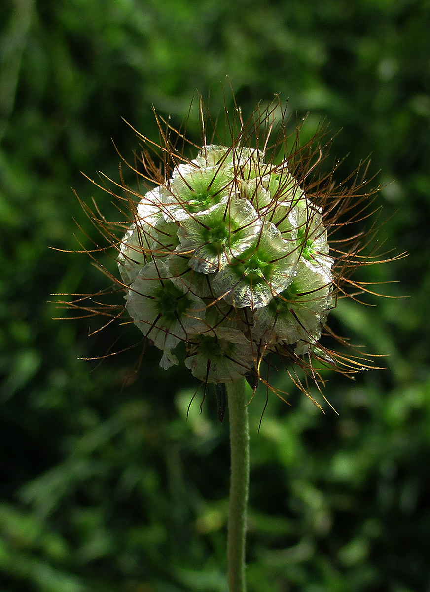 Scabiosa columbaria Scabiosa columbaria