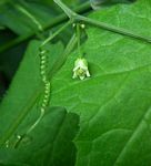 Zehneria minutiflora