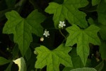 Zehneria minutiflora