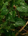 Zehneria scabra subsp. scabra
