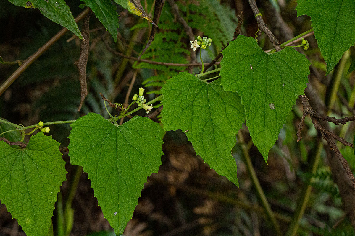 Zehneria scabra subsp. scabra
