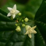 Zehneria scabra subsp. scabra