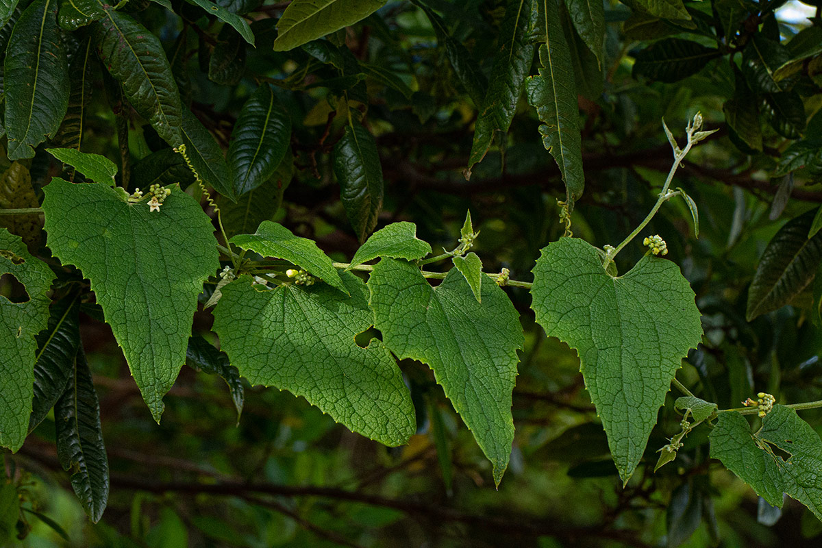Zehneria scabra subsp. scabra