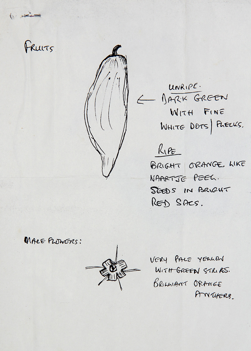 Kedrostis leloja