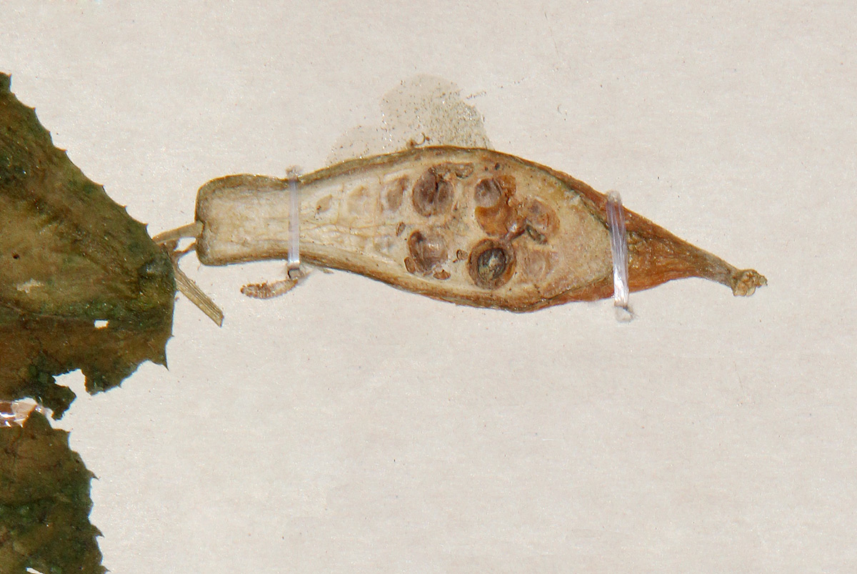 Kedrostis leloja