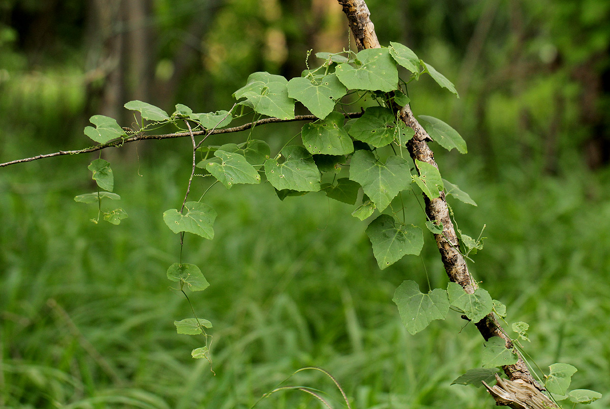 Kedrostis leloja
