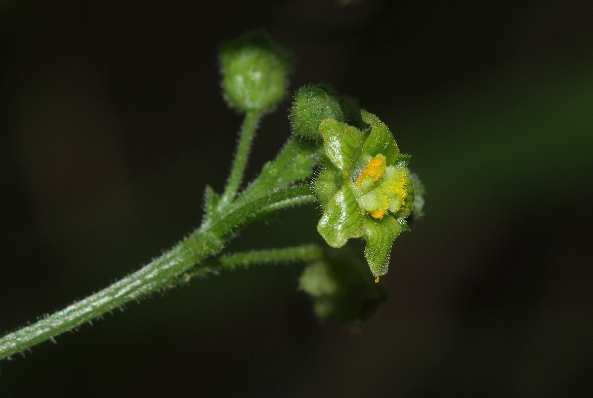 Kedrostis leloja