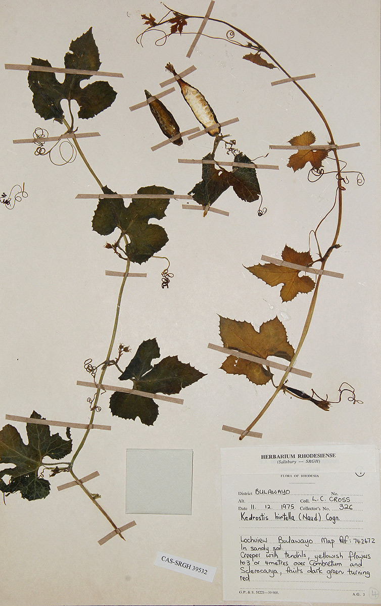 Kedrostis leloja