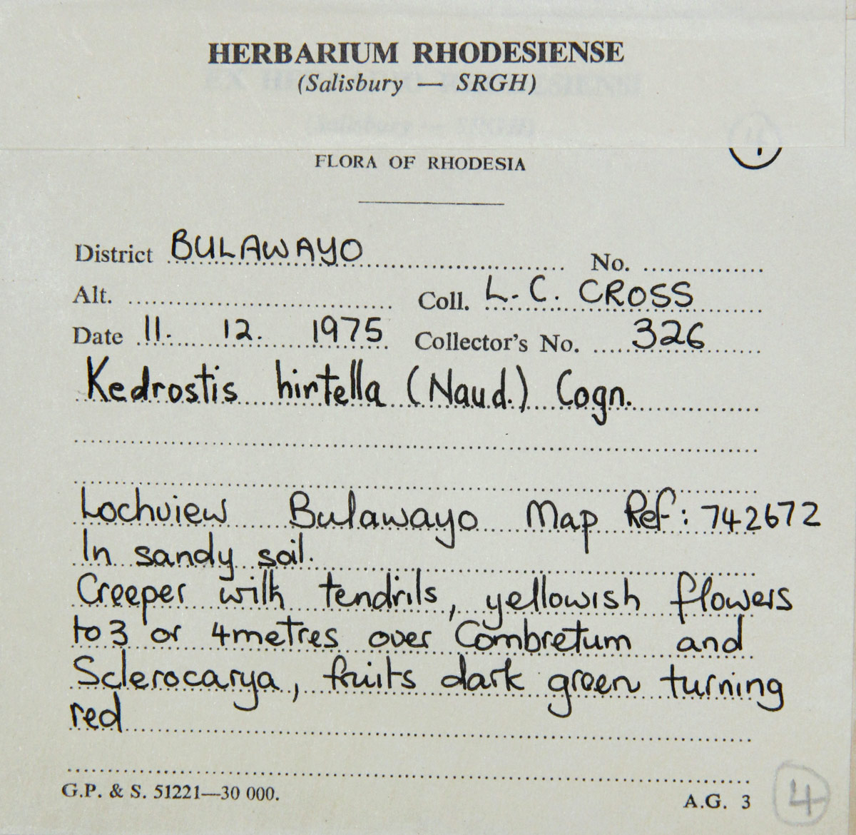 Kedrostis leloja