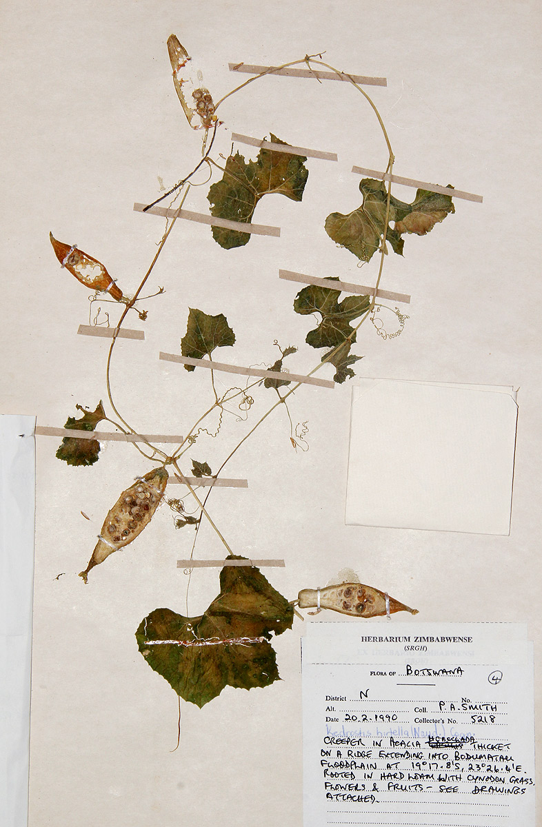 Kedrostis leloja