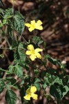 Momordica charantia