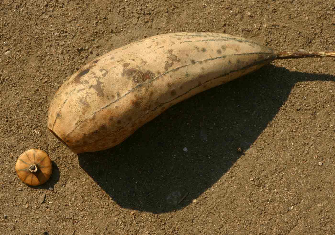 Luffa cylindrica