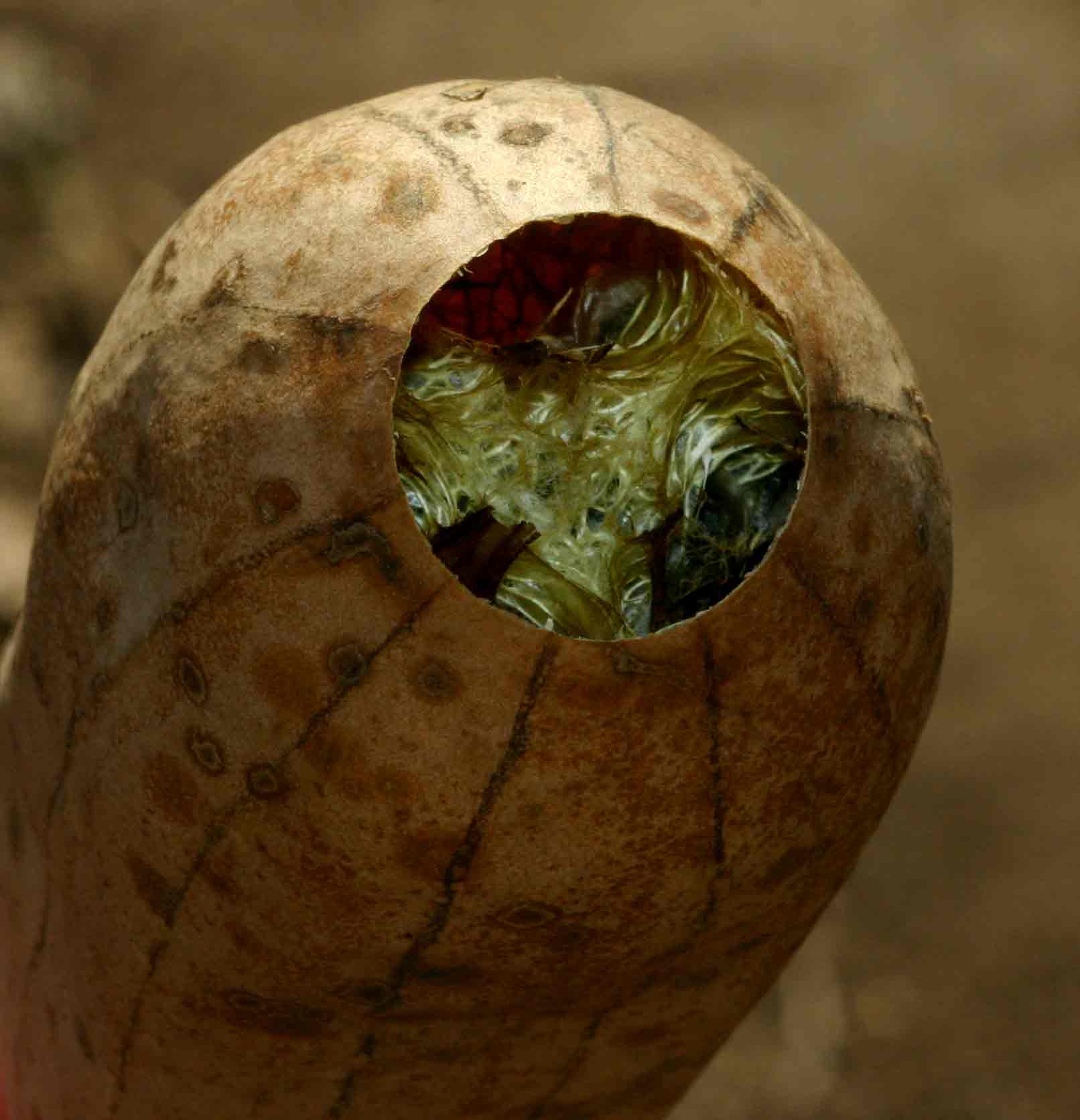 Luffa cylindrica
