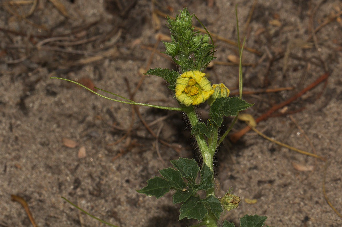 Citrullus lanatus