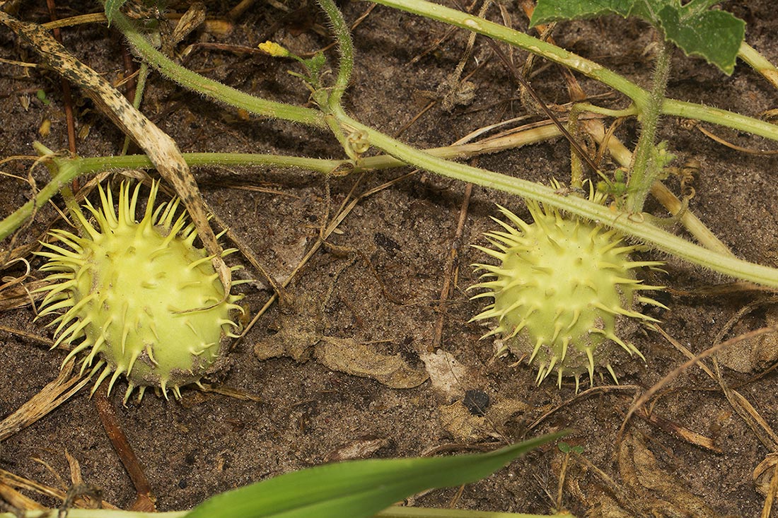 Cucumis anguria var. anguria Cucumis anguria var. anguria