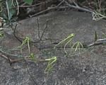 Trochomeria macrocarpa subsp. macrocarpa