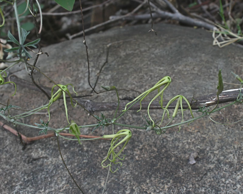 Trochomeria macrocarpa subsp. macrocarpa