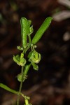 Trochomeria polymorpha