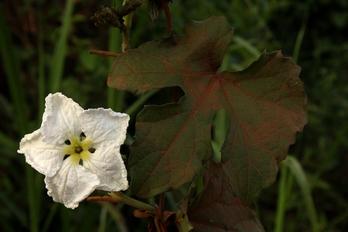 Lagenaria breviflora Lagenaria breviflora