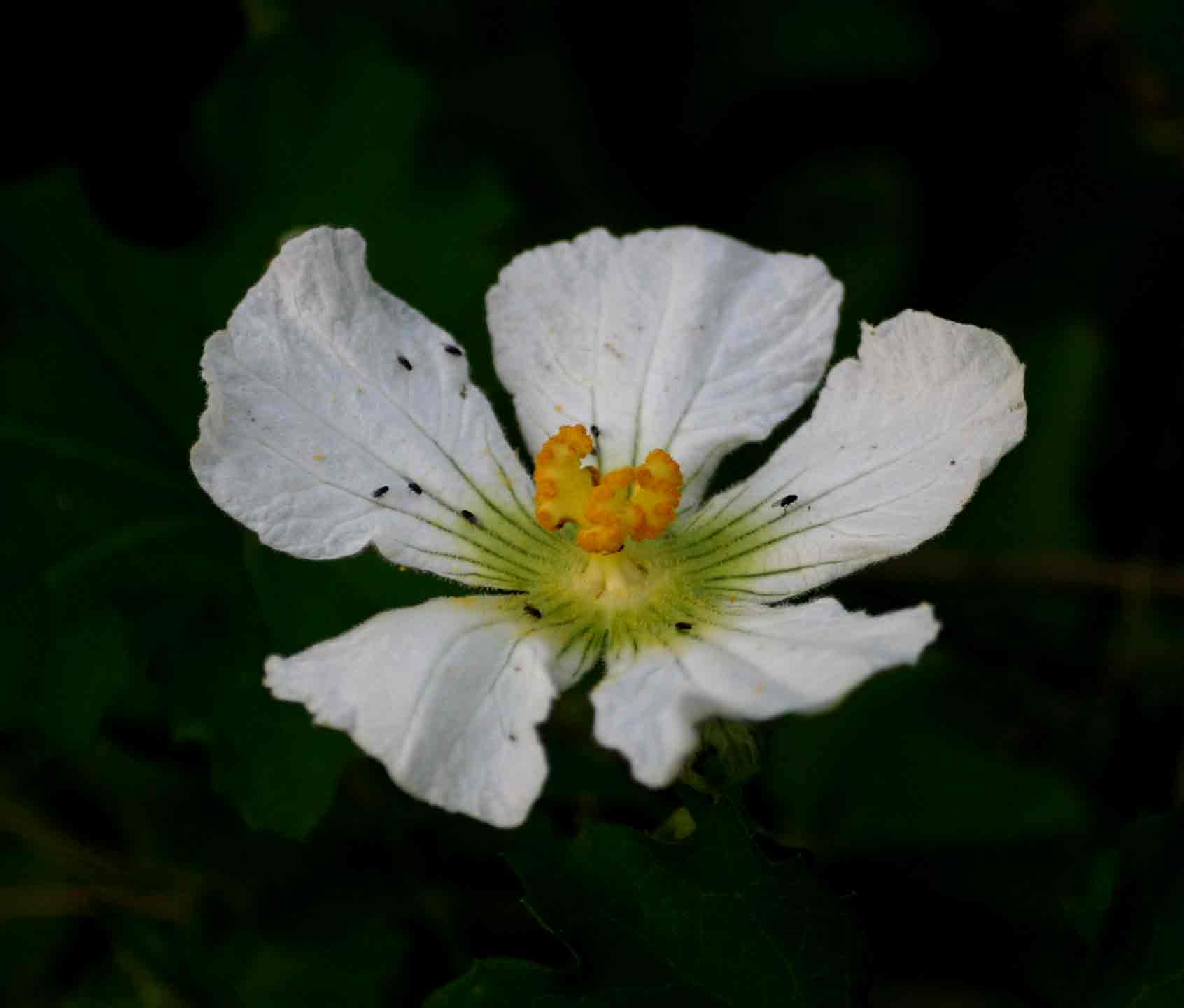 Lagenaria sphaerica