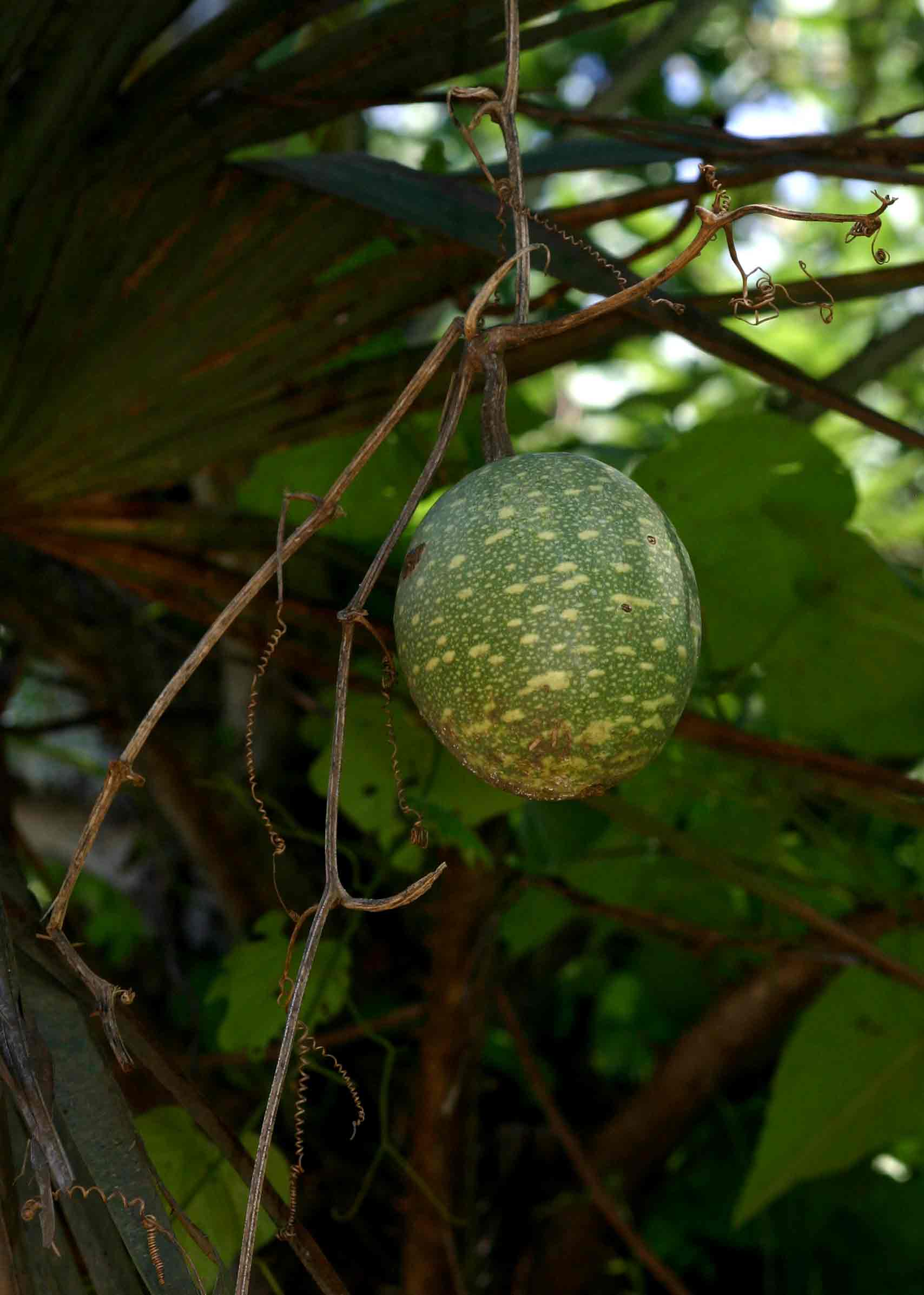 Lagenaria sphaerica
