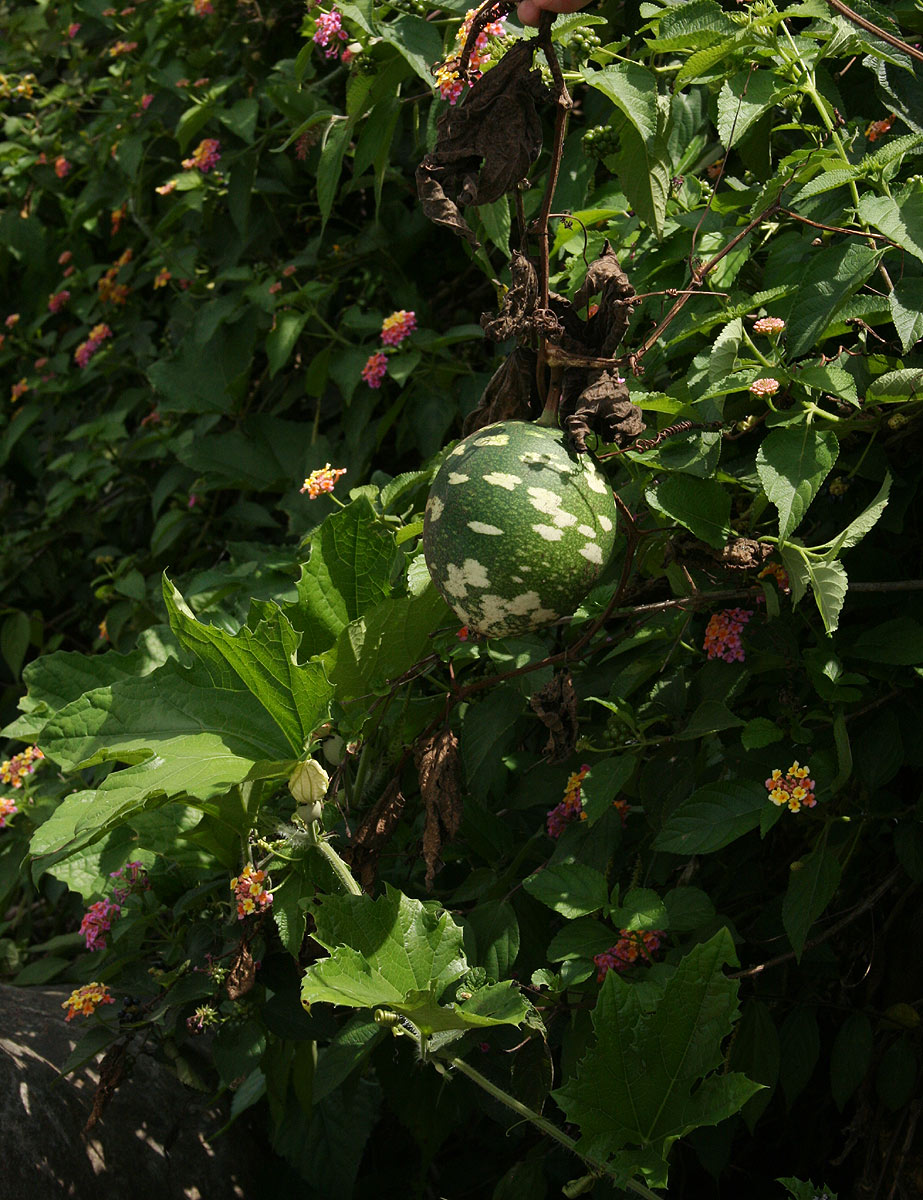 Lagenaria sphaerica