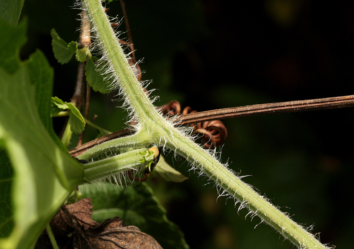 Lagenaria sphaerica