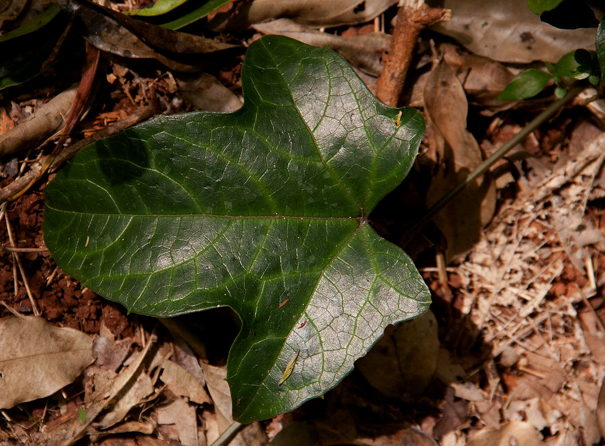 Coccinia barteri