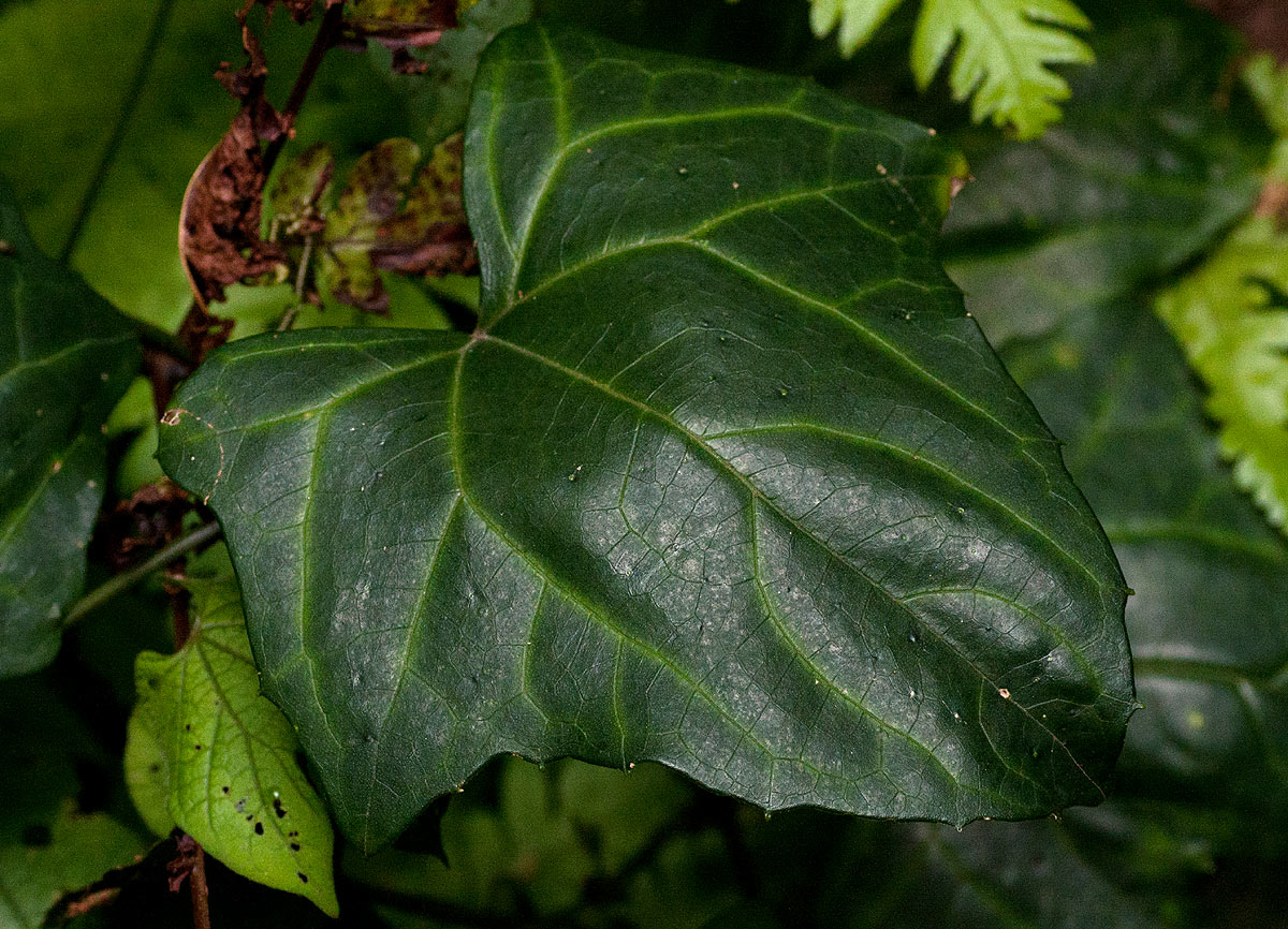 Coccinia barteri