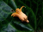 Coccinia barteri