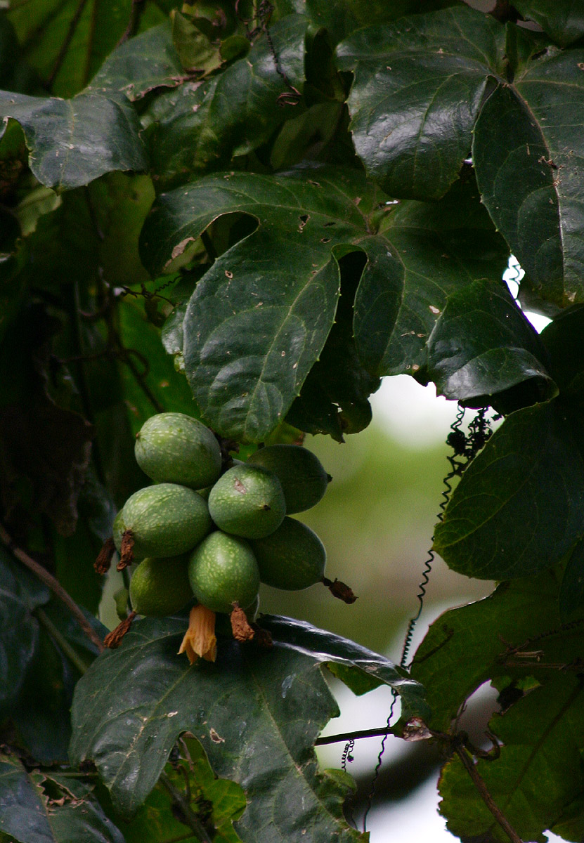 Coccinia barteri